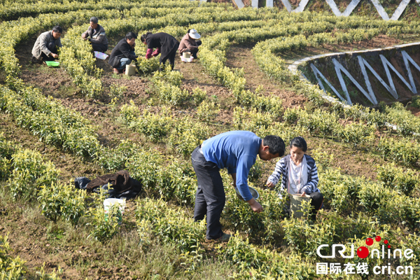 图片默认标题_fororder_茶园采茶忙（摄影--徐琴）