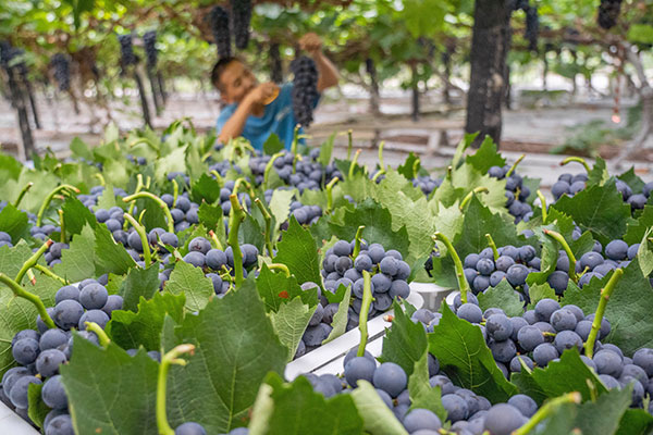 世界你好,我是眉山|葡萄成熟了_fororder_彭山葡萄丰收-(4)