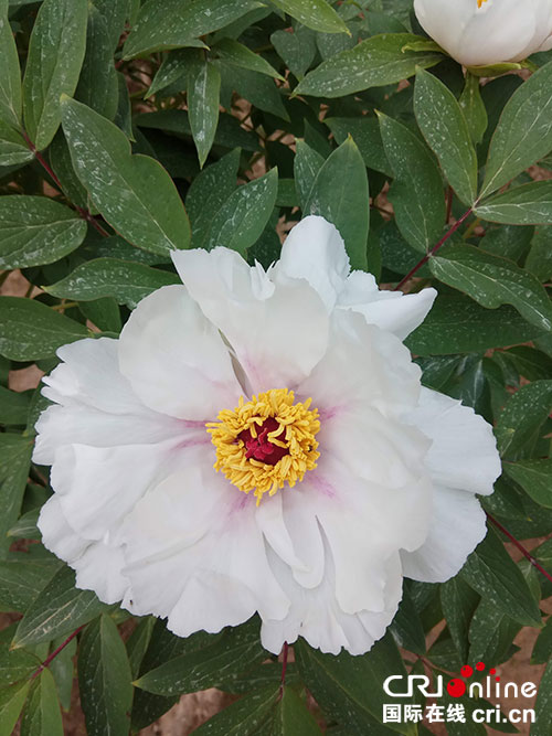 图片默认标题_fororder_3