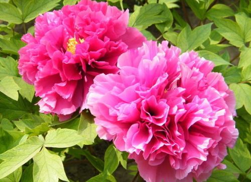 Luoyang, lunsod ng peony