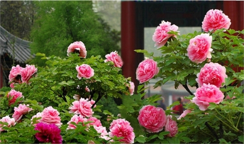 Luoyang, lunsod ng peony