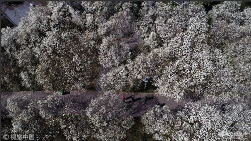 Magandang tanawin ng mga bulaklak ng magnolia sa Jinan, umakit ng mga turista