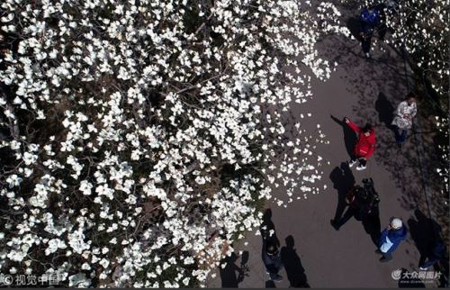 Magandang tanawin ng mga bulaklak ng magnolia sa Jinan, umakit ng mga turista