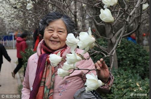 Magandang tanawin ng mga bulaklak ng magnolia sa Jinan, umakit ng mga turista