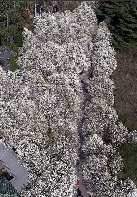 Magandang tanawin ng mga bulaklak ng magnolia sa Jinan, umakit ng mga turista