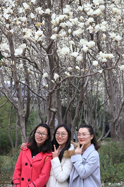 Magandang tanawin ng mga bulaklak ng magnolia sa Jinan, umakit ng mga turista