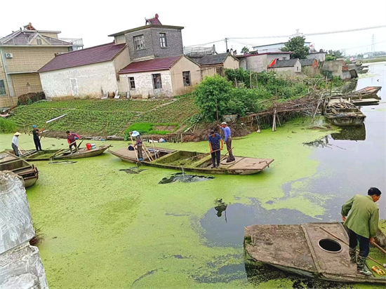 泰州兴化戴南镇:开展“水上大扫除” 水草沤制变肥料_fororder_图片 2