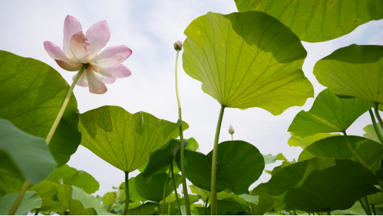 (原创)邯郸磁县:“荷”你相遇 再现磁州古八景“官路荷风”_fororder_邯郸磁县:“荷”你相遇 再现磁州古八景“官路荷风”324