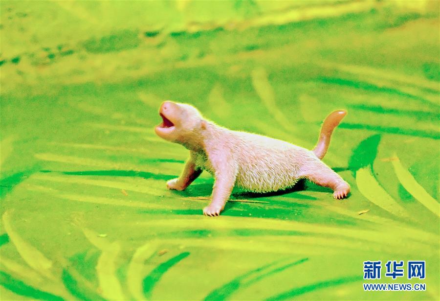 [新华网]广州：大熊猫添丁