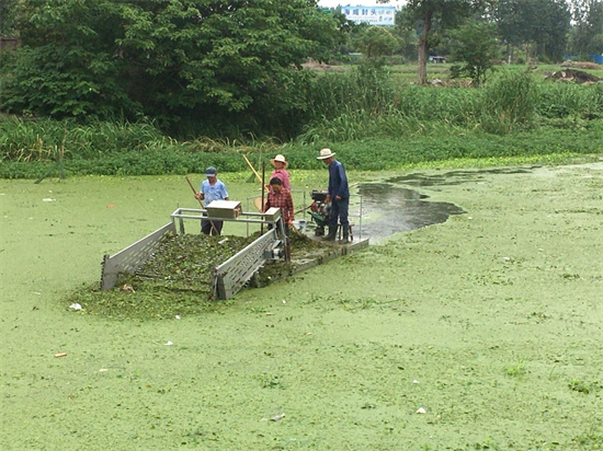 泰州兴化戴南镇:开展“水上大扫除” 水草沤制变肥料_fororder_图片 3
