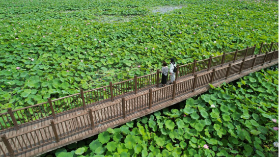 (原创)邯郸磁县:“荷”你相遇 再现磁州古八景“官路荷风”_fororder_邯郸磁县:“荷”你相遇 再现磁州古八景“官路荷风”73