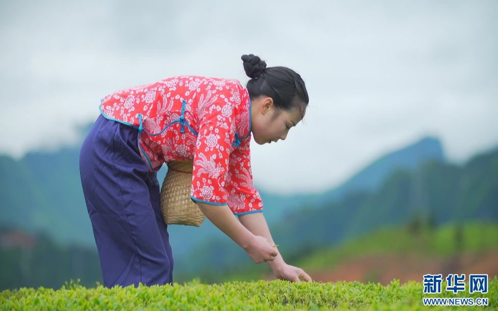 湖北鹤峰:漫山一片绿 夏茶采收忙
