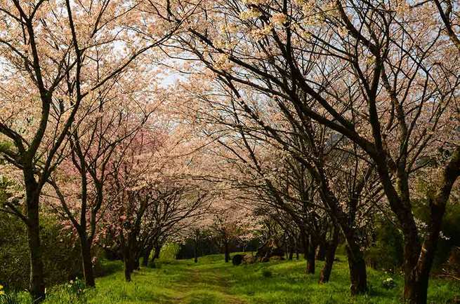 3月24 &25日　高知県土佐清水市　杉村和男さん