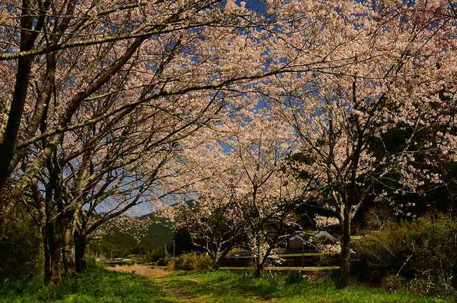 3月24 &25日　高知県土佐清水市　杉村和男さん