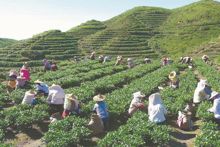 莆田仙游:从好“茶叶”到好“茶业”_fororder_45201f4c-74af-4942-aeda-197f4519429b