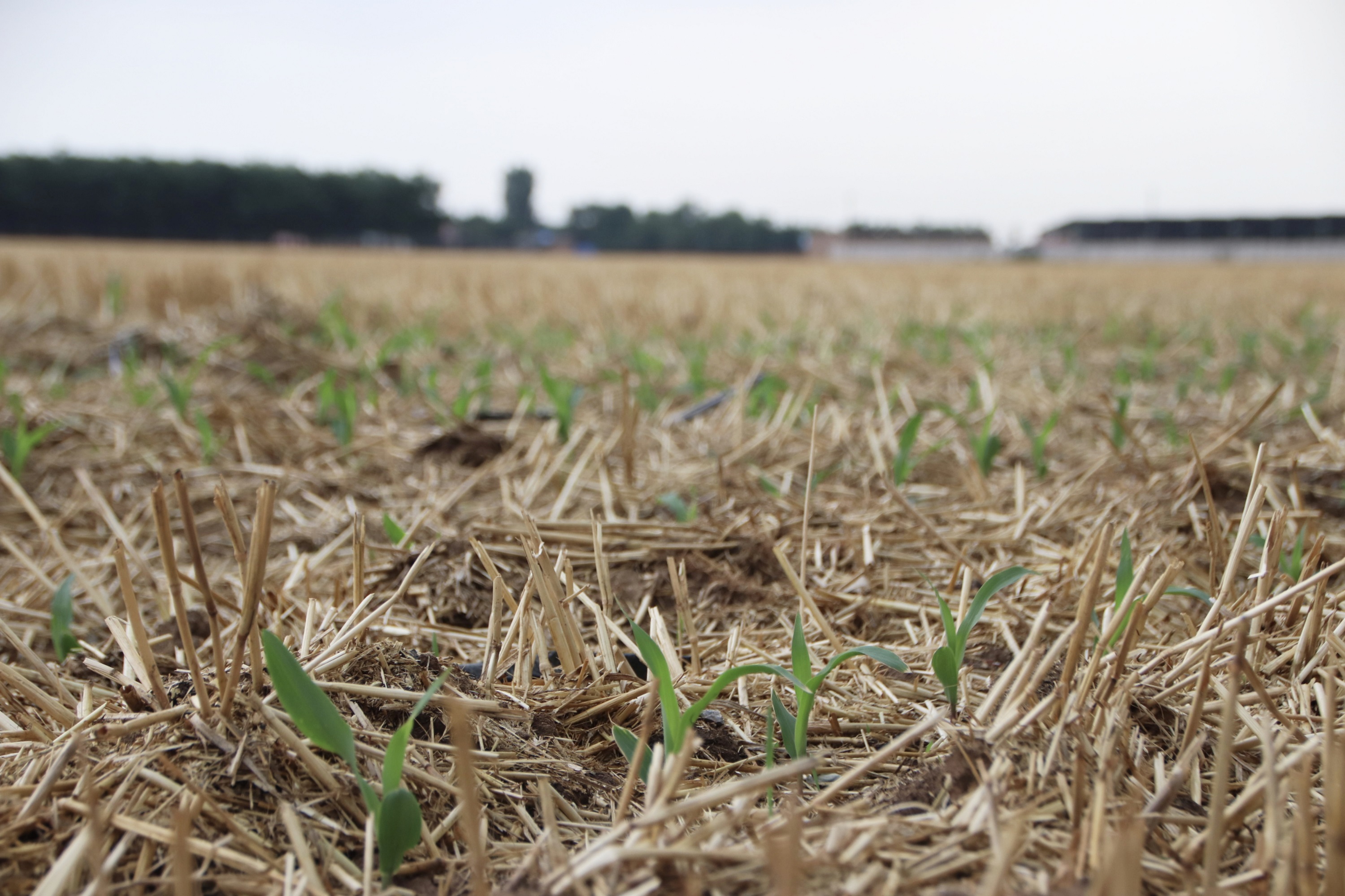 保定博野:“种养结合”走出生态致富路_fororder_5