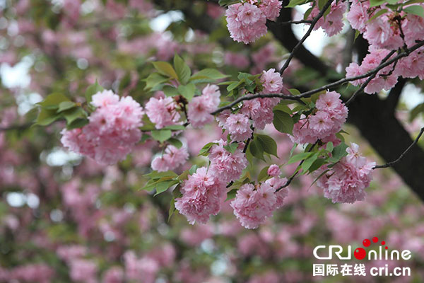 图片默认标题_fororder_2