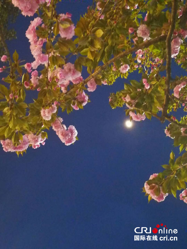 图片默认标题_fororder_3