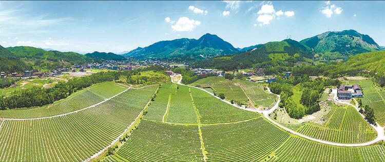 莆田仙游:从好“茶叶”到好“茶业”_fororder_137b5d01-6fba-4476-8b7c-3a450e38e3b9