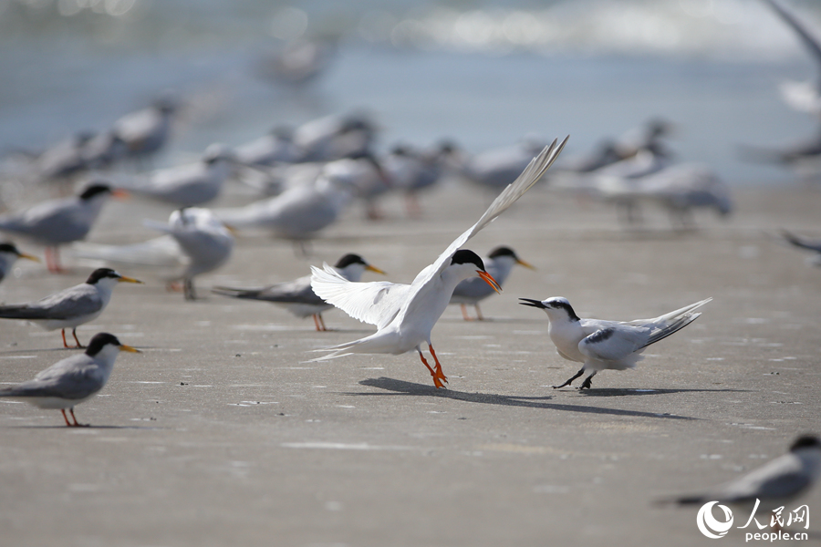 厦门:燕鸥翔集舞盛夏 厦门:燕鸥翔集舞盛夏