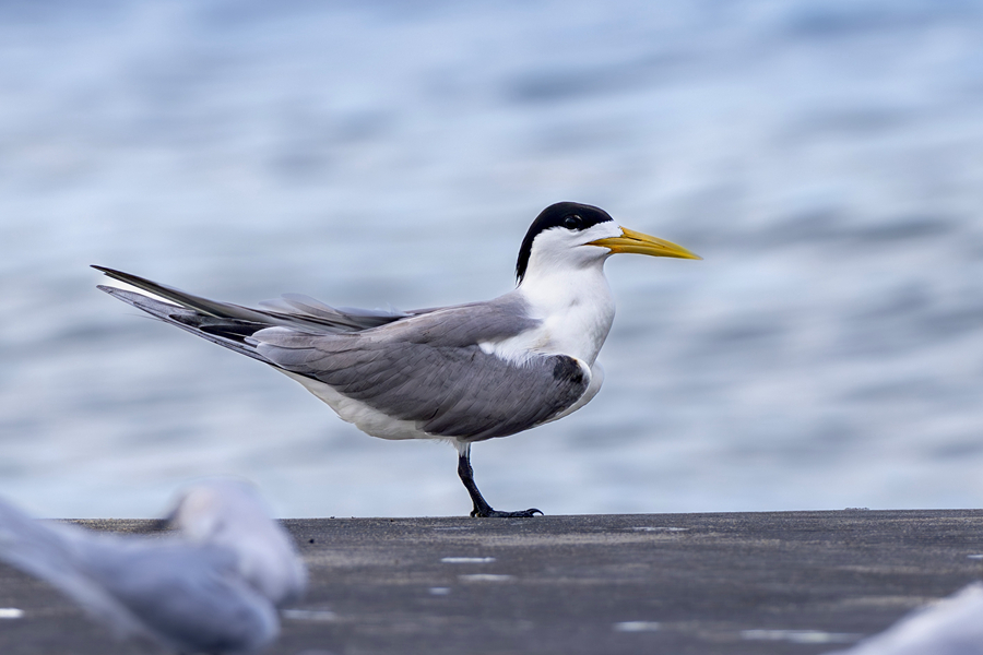 厦门:燕鸥翔集舞盛夏 厦门:燕鸥翔集舞盛夏