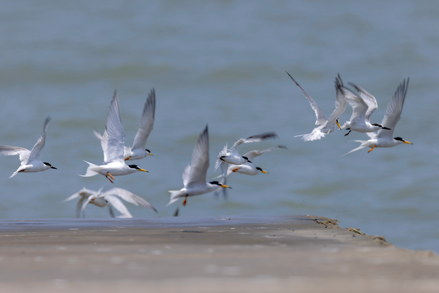 厦门:燕鸥翔集舞盛夏 厦门:燕鸥翔集舞盛夏