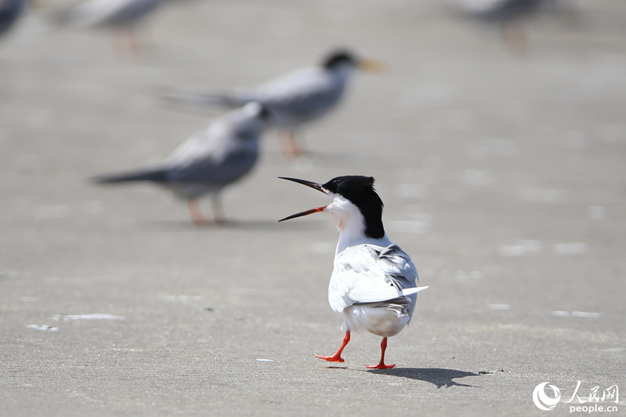 厦门:燕鸥翔集舞盛夏 厦门:燕鸥翔集舞盛夏