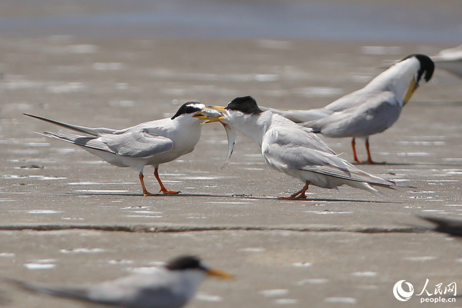 厦门:燕鸥翔集舞盛夏 厦门:燕鸥翔集舞盛夏
