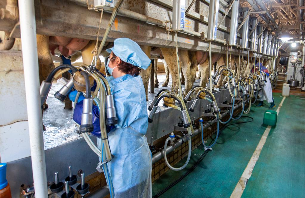 浙江嘉兴:养好奶牛,“犇”向共富 浙江嘉兴:养好奶牛,“犇”向共富