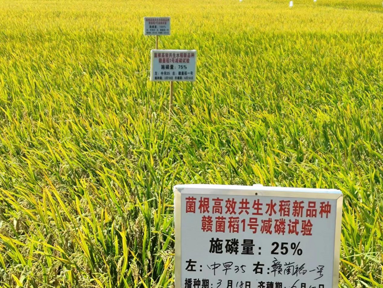 江西：新型稻种创新高 多种优势应用广_fororder_图片2