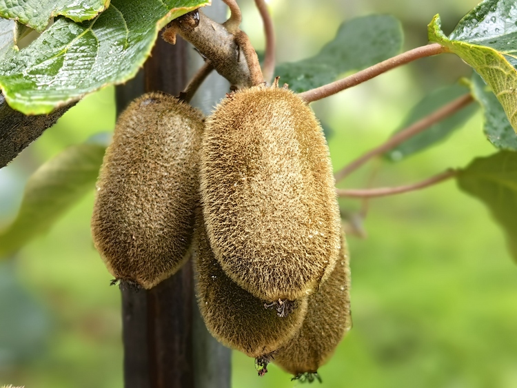 黔村+ |②村果篇:甜蜜的高原滋味 幸福的贵州味道