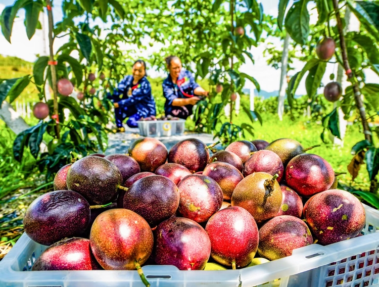 黔村+ |②村果篇:甜蜜的高原滋味 幸福的贵州味道