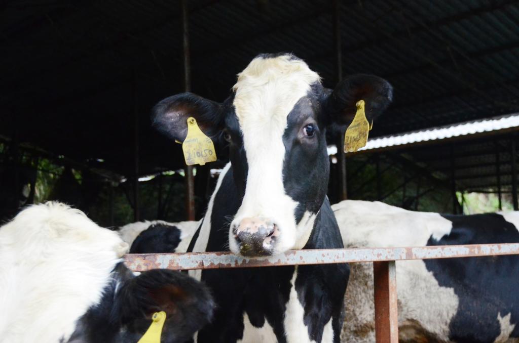 浙江嘉兴:养好奶牛,“犇”向共富 浙江嘉兴:养好奶牛,“犇”向共富