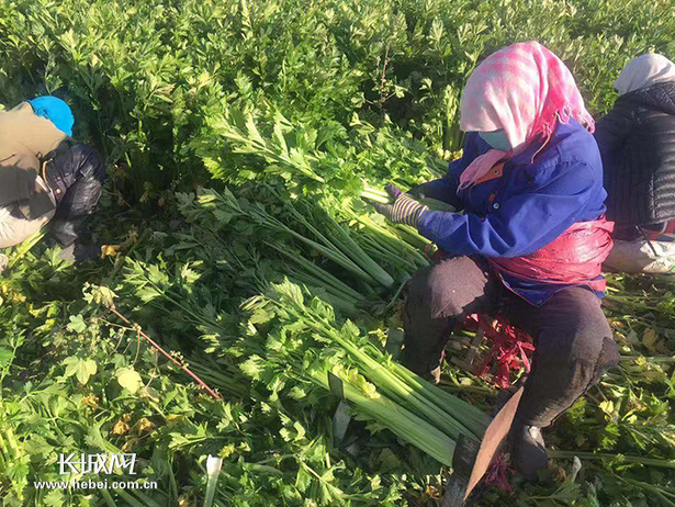 尚义西芹滞销后续:爱心企业踊跃采购 助农打开销路