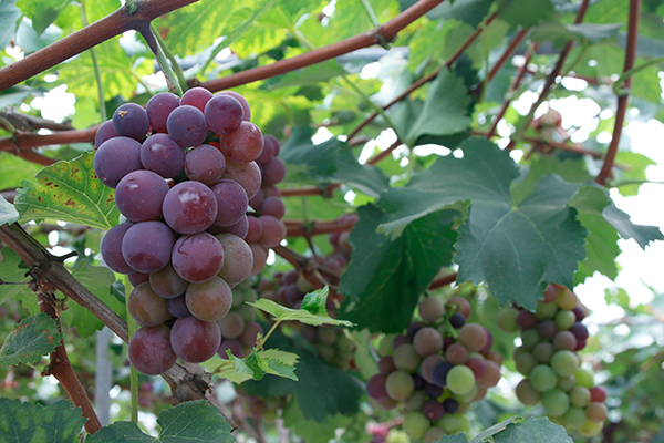 宜宾三江新区2023年乡村振兴文旅系列活动开幕_fororder_成熟的凉姜葡萄-摄影-何芳