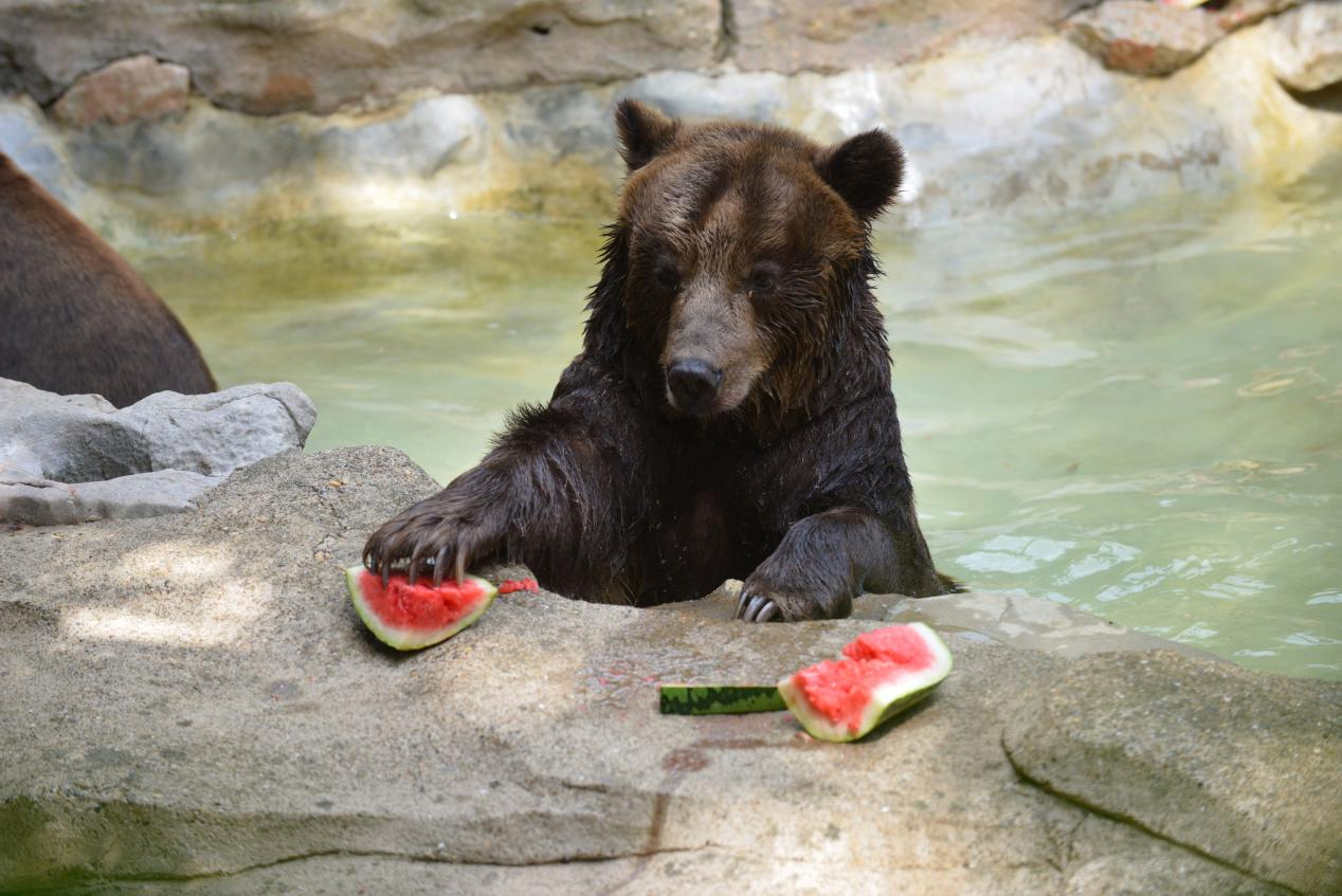 高清组图 | 南宁:动物消暑享“清凉”_fororder_图片43