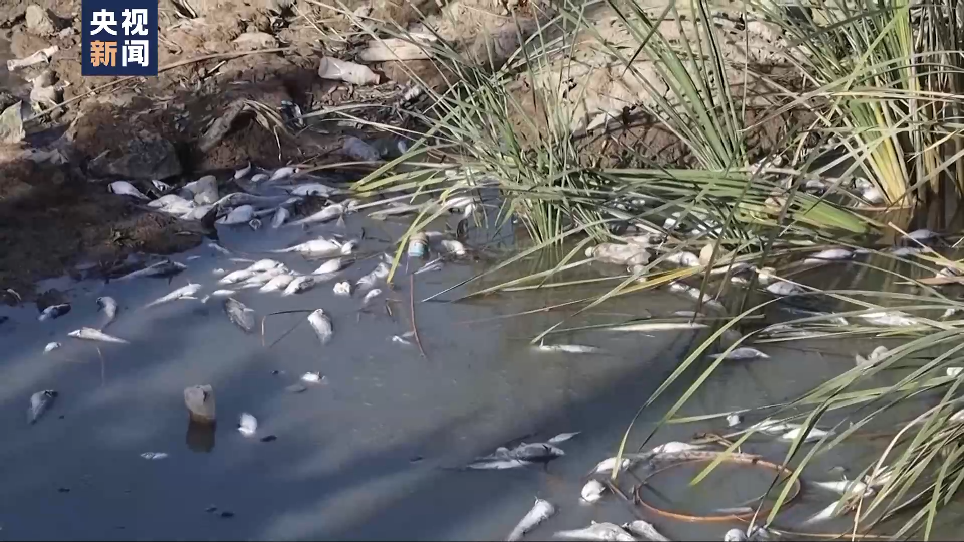 世界周刊丨全球多地再迎高温“炙烤” 气候危机亟待解决