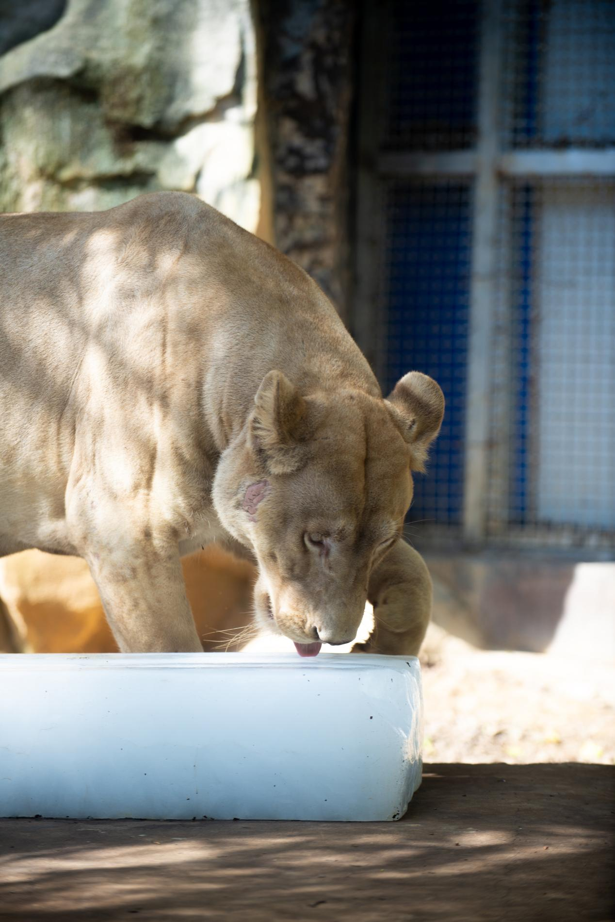 高清组图 | 南宁:动物消暑享“清凉”_fororder_图片41