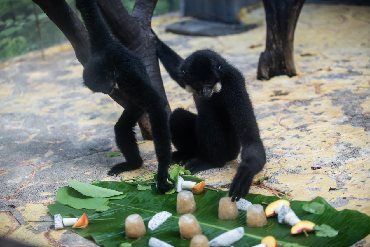 高清组图 | 南宁:动物消暑享“清凉”_fororder_图片42