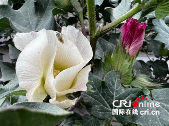 难忘金色戈壁上的这片绿和那抹白 ——孟加拉国媒体人眼里的新疆_fororder_image008