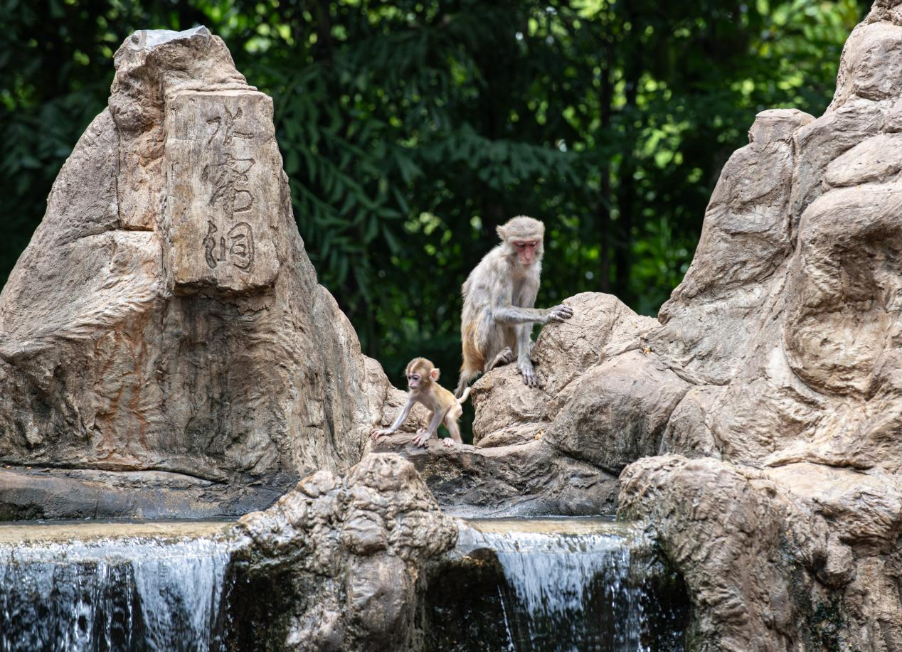 高清组图 | 南宁:动物消暑享“清凉”_fororder_图片44