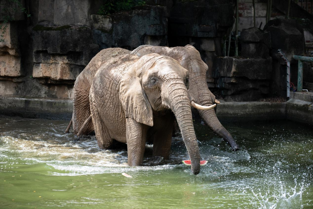 高清组图 | 南宁:动物消暑享“清凉”_fororder_图片45