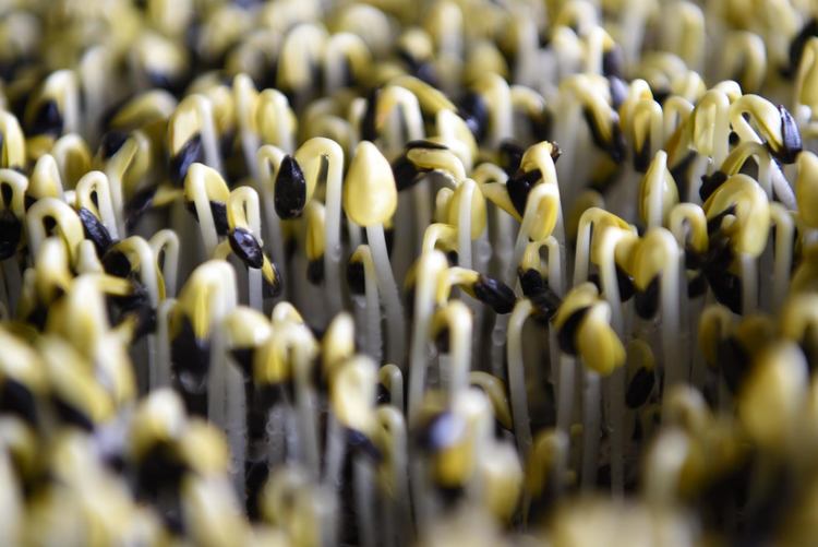 沧州黄骅市:有机种植让菜篮子更生态_fororder_图片1