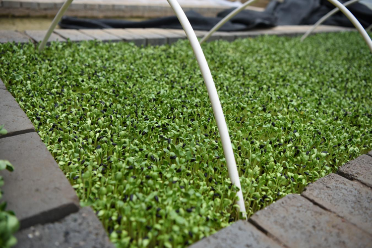 沧州黄骅市:有机种植让菜篮子更生态_fororder_图片2