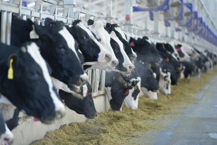 蒙牛以产业振兴助力移民村增收致富 蒙牛以产业振兴助力移民村增收致富_fororder_图片5