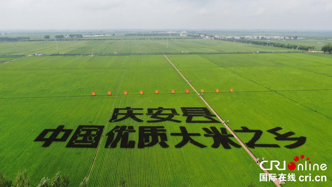 “绿”动庆安向未来——写在2023黑龙江绥化庆安绿色水稻文化节即将召开之际_fororder_8