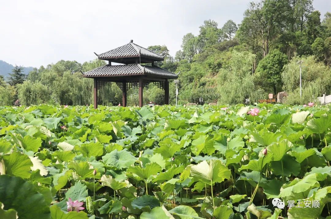 21℃的城市 360度的人生|凉爽的安顺 火热的安顺