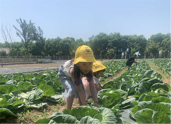 沣东现代都市农业示范园:多点探索 打造农文旅融合发展新样板_fororder_图片20