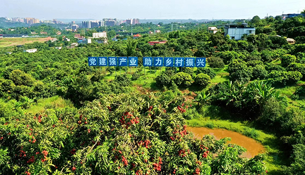 泸州:让世界爱上合江荔枝 第32届合江县荔枝生态旅游节开幕_fororder_合江荔枝林(来源:合江县融媒体中心)