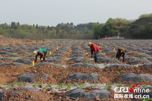 图片默认标题_fororder_农民在兆嘉乡生态种植基地里务工